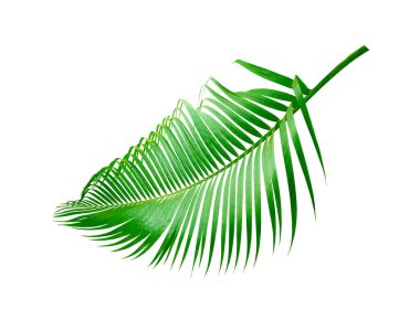 Beyaz arkaplanda izole edilmiş yeşil palmiye yaprağı