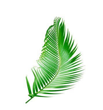 Beyaz arkaplanda izole edilmiş yeşil palmiye yaprağı