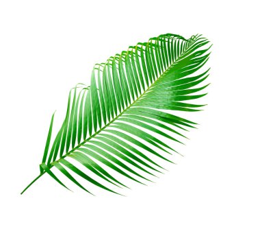 Beyaz arkaplanda izole edilmiş yeşil palmiye yaprağı
