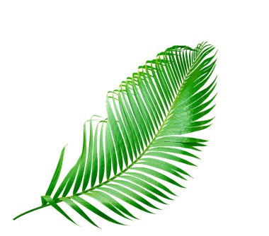 Beyaz arkaplanda izole edilmiş yeşil palmiye yaprağı
