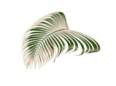 kırpma yolu ile beyaz arkaplanda izole yeşil palmiye yaprağı