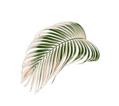 kırpma yolu ile beyaz arkaplanda izole yeşil palmiye yaprağı