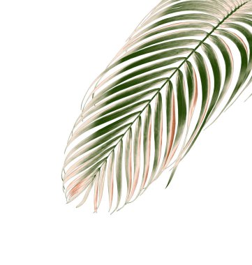 kırpma yolu ile beyaz arkaplanda izole yeşil palmiye yaprağı