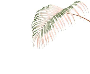 Beyaz arkaplanda izole edilmiş yeşil palmiye yaprağı