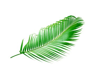 Beyaz arkaplanda izole edilmiş yeşil palmiye yaprağı