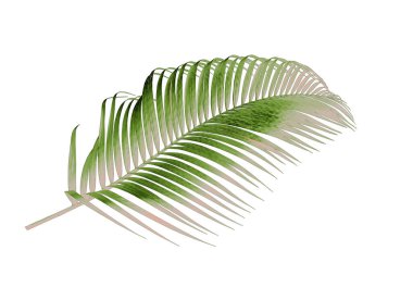Beyaz arkaplanda izole edilmiş yeşil palmiye yaprağı
