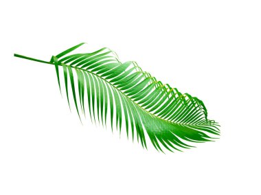 Beyaz arkaplanda izole edilmiş yeşil palmiye yaprağı
