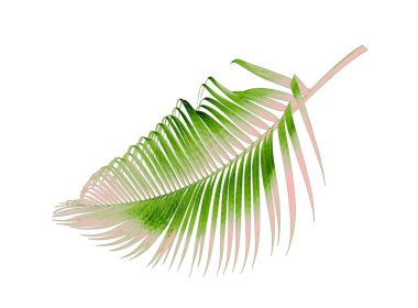 Beyaz arkaplanda izole edilmiş yeşil palmiye yaprağı