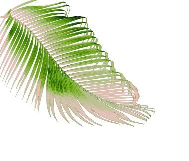 Beyaz arkaplanda izole edilmiş yeşil palmiye yaprağı