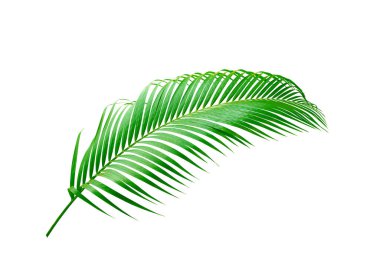 Beyaz arkaplanda izole edilmiş yeşil palmiye yaprağı