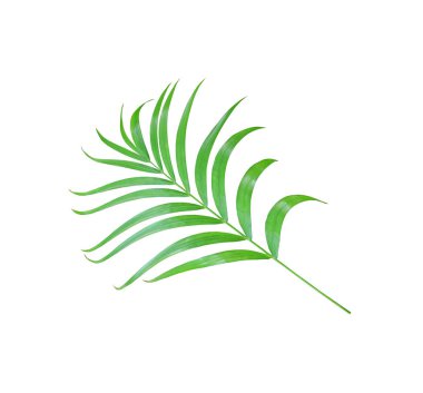 kırpma yolu ile beyaz arkaplanda izole yeşil palmiye yaprağı