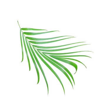 kırpma yolu ile beyaz arkaplanda izole yeşil palmiye yaprağı