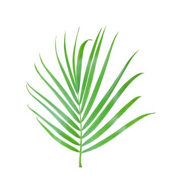 kırpma yolu ile beyaz arkaplanda izole yeşil palmiye yaprağı