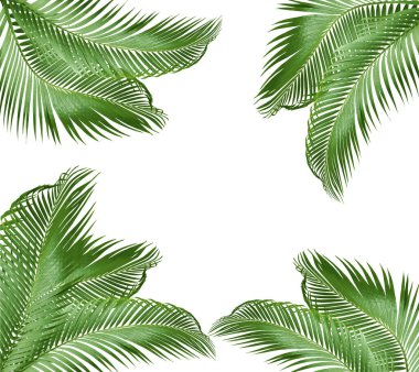 Beyaz arkaplanda yeşil palmiye yaprağı izole 