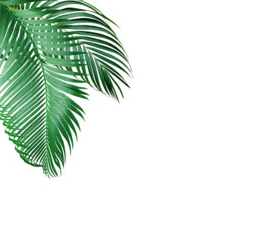 Beyaz arkaplanda yeşil palmiye yaprağı