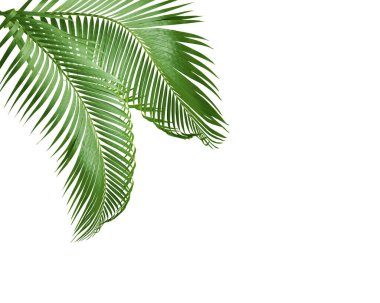 Beyaz arkaplanda yeşil palmiye yaprağı