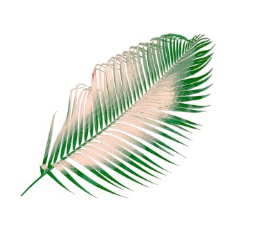 Beyaz arkaplanda izole edilmiş yeşil palmiye yaprağı