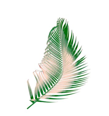 Beyaz arkaplanda izole edilmiş yeşil palmiye yaprağı