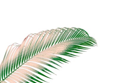 Beyaz arkaplanda izole edilmiş yeşil palmiye yaprağı