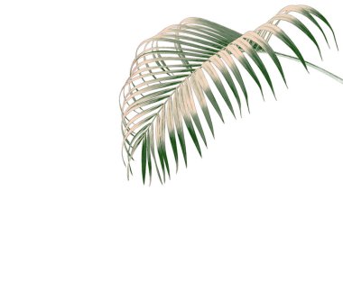 Beyaz arkaplanda izole edilmiş yeşil palmiye yaprağı