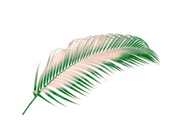 Beyaz arkaplanda izole edilmiş yeşil palmiye yaprağı