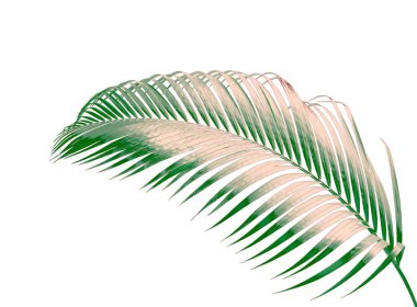 Beyaz arkaplanda izole edilmiş yeşil palmiye yaprağı