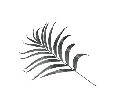 kırpma yolu ile beyaz arkaplanda izole yeşil palmiye yaprağı