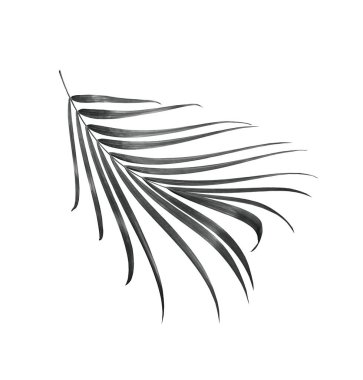 kırpma yolu ile beyaz arkaplanda izole yeşil palmiye yaprağı