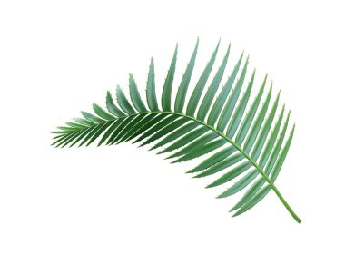 kırpma yolu ile beyaz arkaplanda izole yeşil palmiye yaprağı