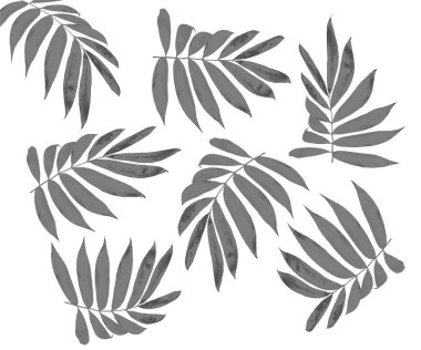 Beyaz arkaplanda izole edilmiş palmiye ağacının kara yaprağı