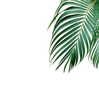 Beyaz arkaplanda yeşil palmiye yaprağı