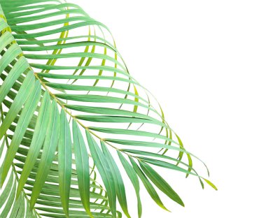 Beyaz arkaplanda yeşil palmiye yaprağı