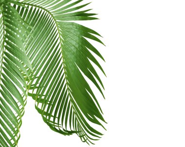 Beyaz arkaplanda yeşil palmiye yaprağı