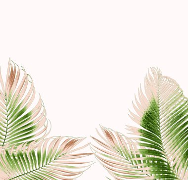 Beyaz arkaplanda yeşil palmiye yaprağı