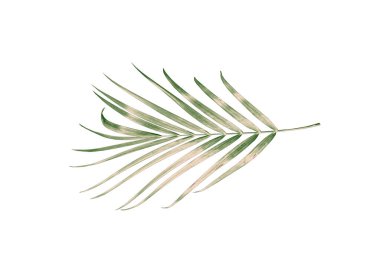 kırpma yolu ile beyaz arkaplanda izole yeşil palmiye yaprağı