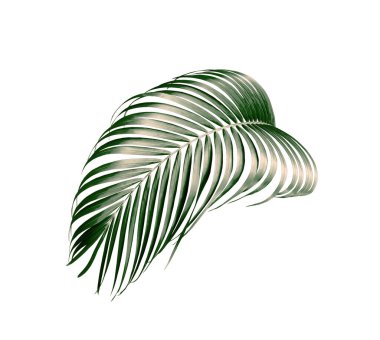 kırpma yolu ile beyaz arkaplanda izole yeşil palmiye yaprağı
