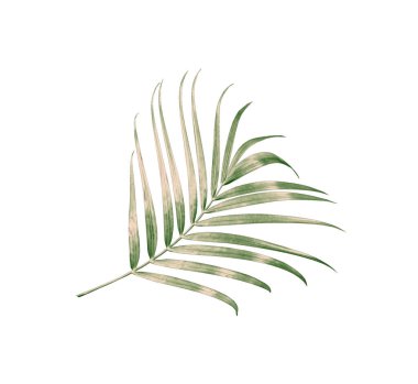 kırpma yolu ile beyaz arkaplanda izole yeşil palmiye yaprağı