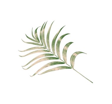 kırpma yolu ile beyaz arkaplanda izole yeşil palmiye yaprağı