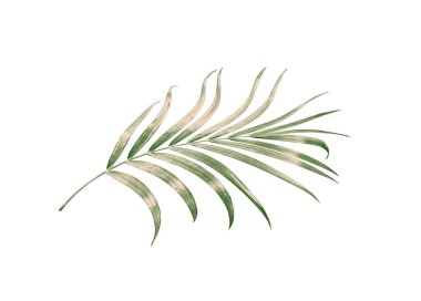 kırpma yolu ile beyaz arkaplanda izole yeşil palmiye yaprağı