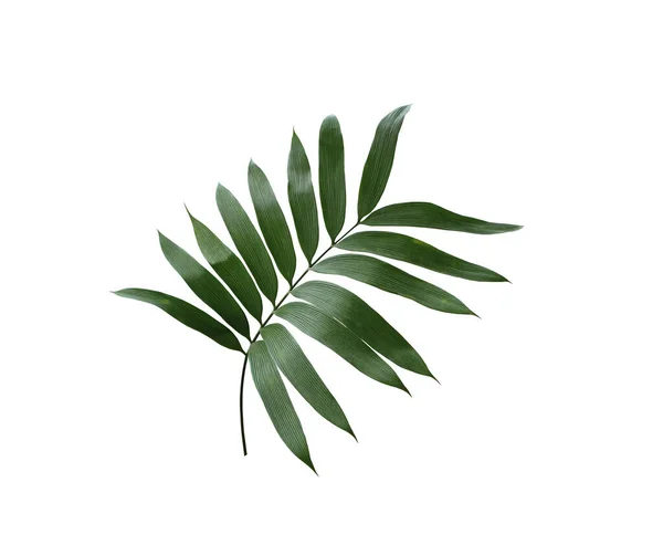 Groen Palmblad Geïsoleerd Witte Achtergrond Met Knippad — Stockfoto