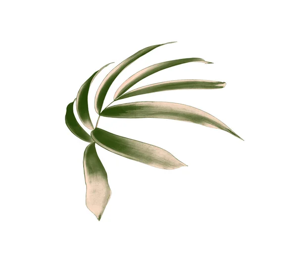 Green Palm Leaf Isolated White Background Clipping Path — Stock Photo, Image