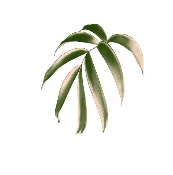 绿色棕榈叶 白色背景 有切割路径 — 图库照片