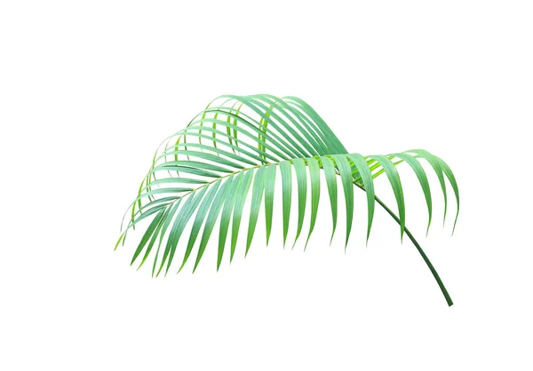 Foglia Verde Palma Isolata Sfondo Bianco — Foto Stock