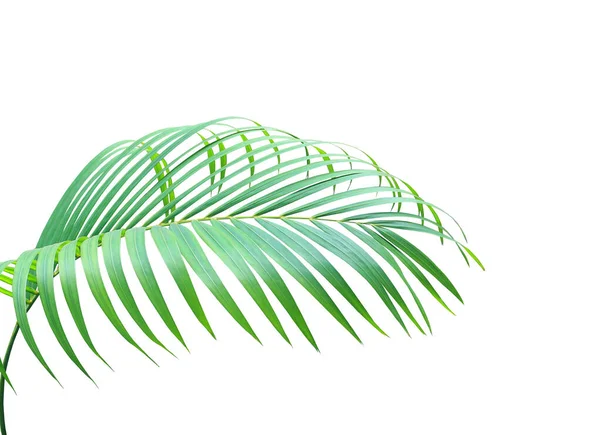 Hoja Verde Palmera Aislada Sobre Fondo Blanco — Foto de Stock