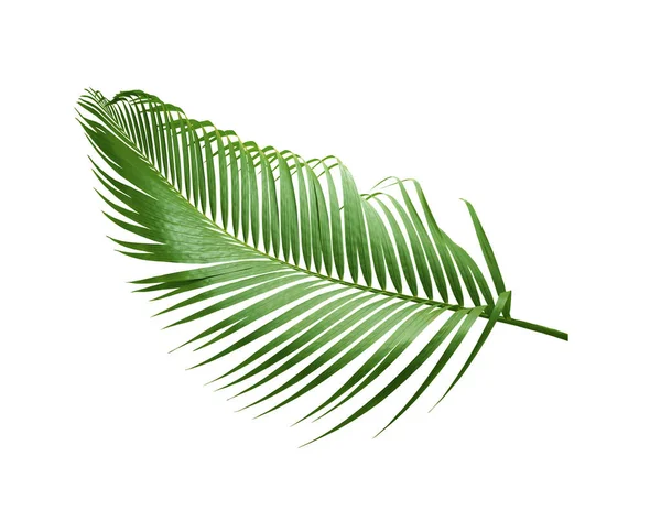 Beyaz arkaplanda izole edilmiş yeşil palmiye yaprağı