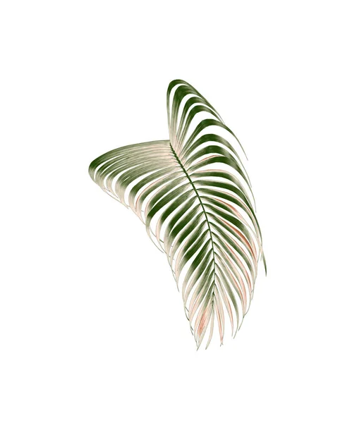 Зеленый Лист Пальмы Выделенный Белом Фоне Вырезанием Пути — стоковое фото