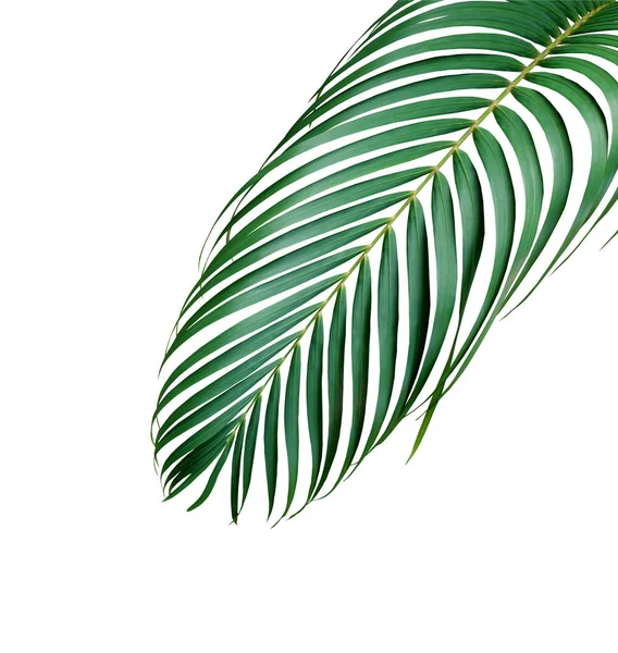 Зеленый Лист Пальмы Выделенный Белом Фоне Вырезанием Пути — стоковое фото