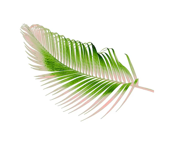 Hoja Verde Palmera Aislada Sobre Fondo Blanco — Foto de Stock