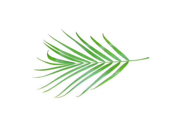 Zielony Liść Palmy Izolowany Białym Tle Ścieżką Wycinania — Zdjęcie stockowe