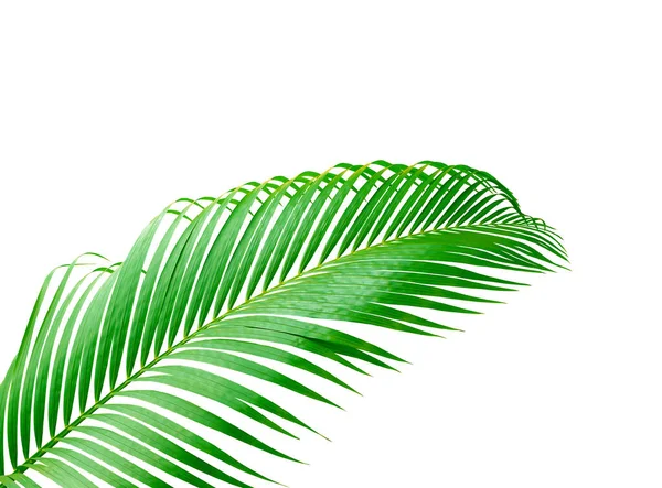 Hoja Verde Palmera Aislada Sobre Fondo Blanco — Foto de Stock